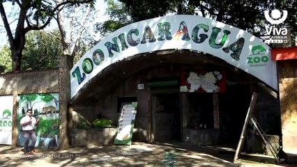 Nace tigresa de bengala albina en el Zoológico de Nicaragua