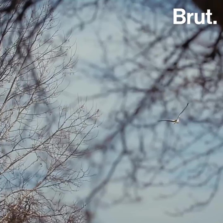 A stork love story