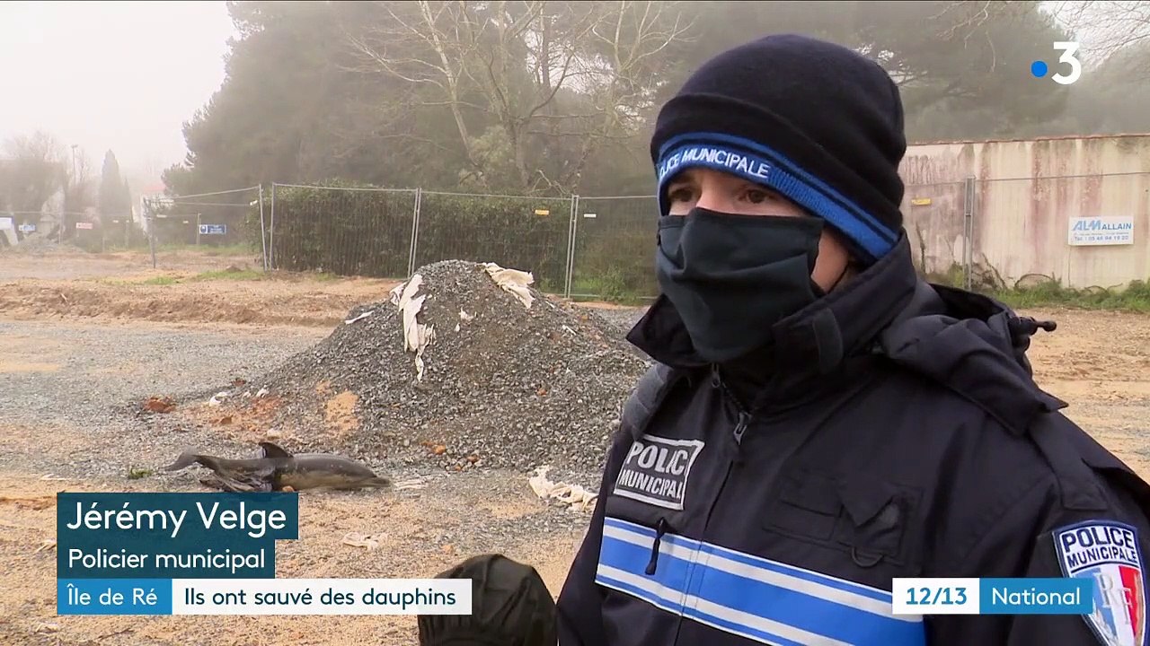 Ile de Ré : des dauphins échoués ont été sauvés