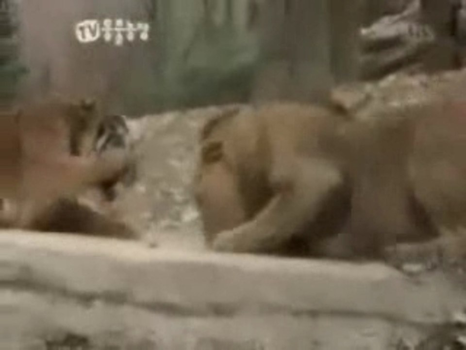 Löwe vs Tiger teil 2