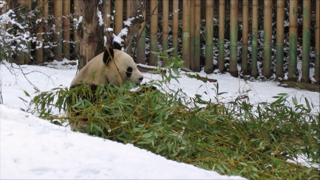 Los animales del Zoo de Madrid también disfrutan de la nieve