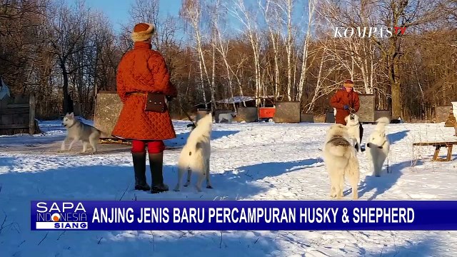 Rusia Punya Anjing Jenis Baru Campuran Siberian Husky dan German Shepherd