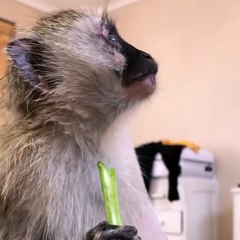 Lodovica Mairè Rogati Clip Africa Guarda Ora!