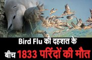 पक्षियों की मौत के मामले में जयपुर दूसरे स्थान पर