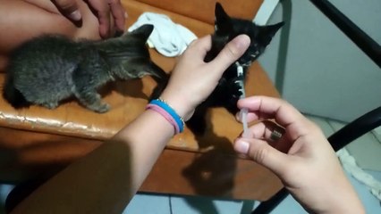 Feeding Hungry Rescued Kittens Through Syringe