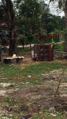 Angry Rooster Fights His Own Reflection