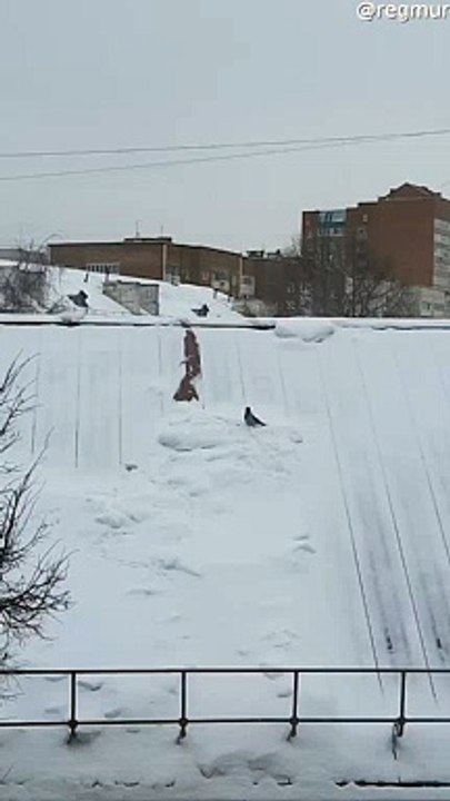 Fumbling Bird Nearly Slides off Snowy Roof