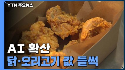 AI 확산에 천오백만 마리 매몰...닭·오리고기 가격 '들썩' / YTN
