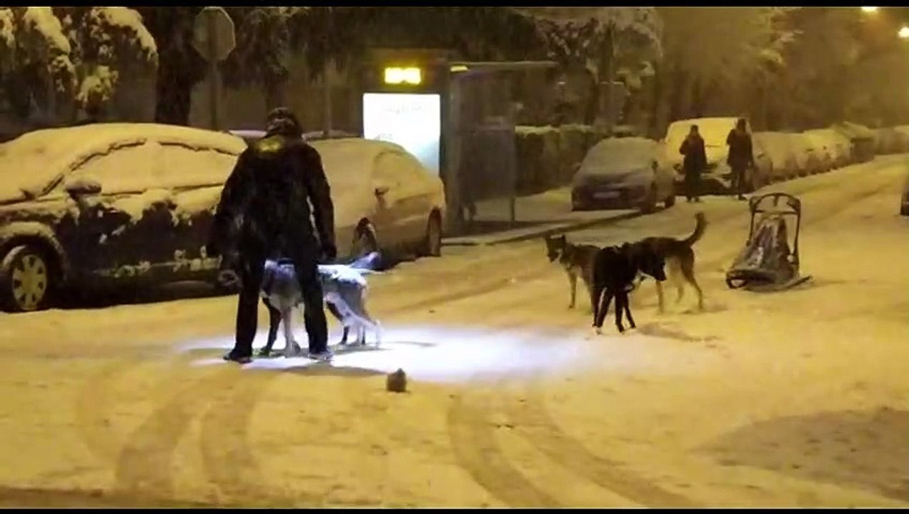 Un deportista sale a practicar mushing con perros de nieve en las calles de Madrid