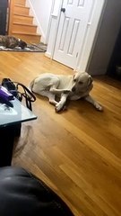 Lab Confused by Twitchy Foot