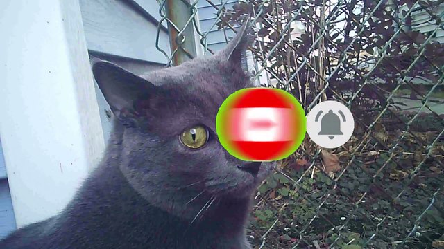 Job enjoying the back yard l Cats and animals l Powerdirector 18