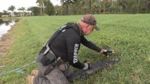Live Rescue: Gator WRESTLED Out of Water