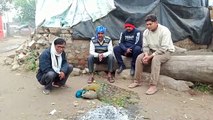बर्ड फ्लू की दस्तक के बीच वजीरपुर में मृत मिले मोर