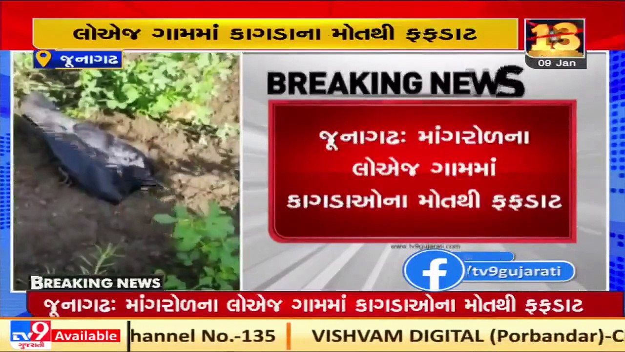 Amid bird flu scare, nearly 50 crows found dead in Junagadh, samples sent to labs for testing