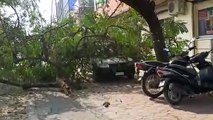 उज्जैन के माधव नगर हॉस्पिटल के सामने पेड़ का एक बड़ा हिस्सा कार के ऊपर गिरा