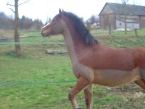 C 02.08 prana liberté carriere