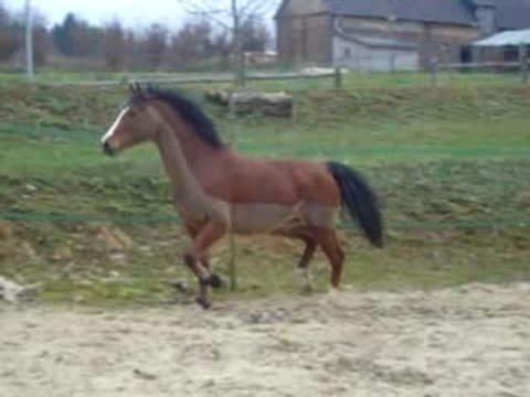 C 02.08 prana liberté carriere trot welsh