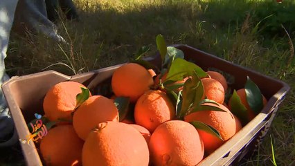 تونس.. موسم جني البرتقال