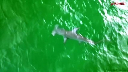 Korkutan görüntüler! Florida kıyılarının açıklarında çekiç kafalı köpekbalığı...
