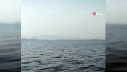 Bursa’da yunusların şovu büyüledi