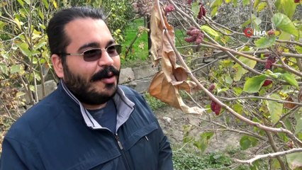 Mersin’de dut ağacı Ocak ayında meyve verdi