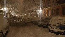 Cae un árbol en el centro de Madrid debido a las fuertes nevadas
