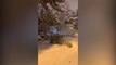 Cae un árbol en Madrid por las fuertes nevadas durante la noche
