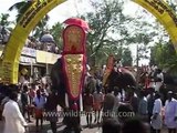 Mass elephants rally in Kerala, India