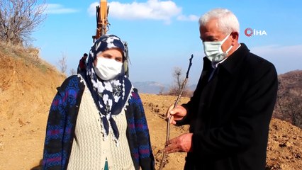 Küresel ısınmaya karşı ceviz fidanlı önlem