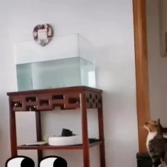 Funniest Cats - Don't try to hold back Laughter - Funny Cats Life