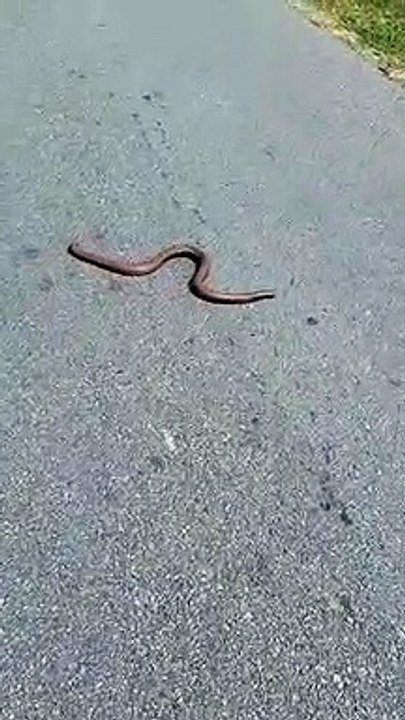 two heads snake