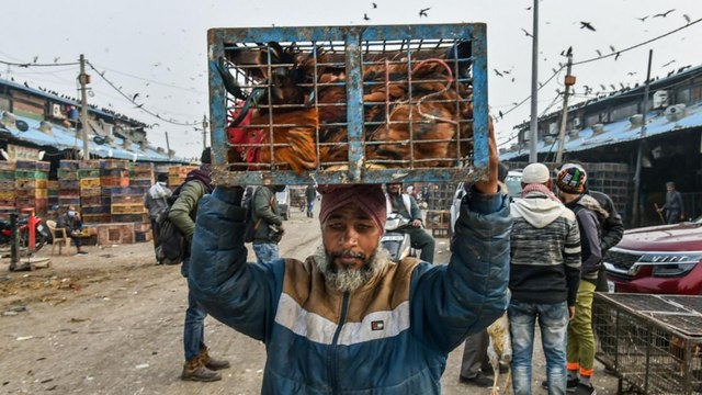 Bird Flu scare in Delhi, 10 ducks found dead in Lake