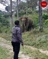 Ranger in TN tells two elephants to return to forest, and they actually listened