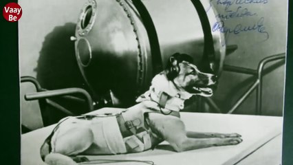 Uzaya Giden İlk Canlı_ Köpek Laika’nın Hikayesi