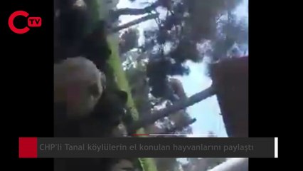 CHP'li Tanal köylülerin el konulan hayvanlarını paylaştı