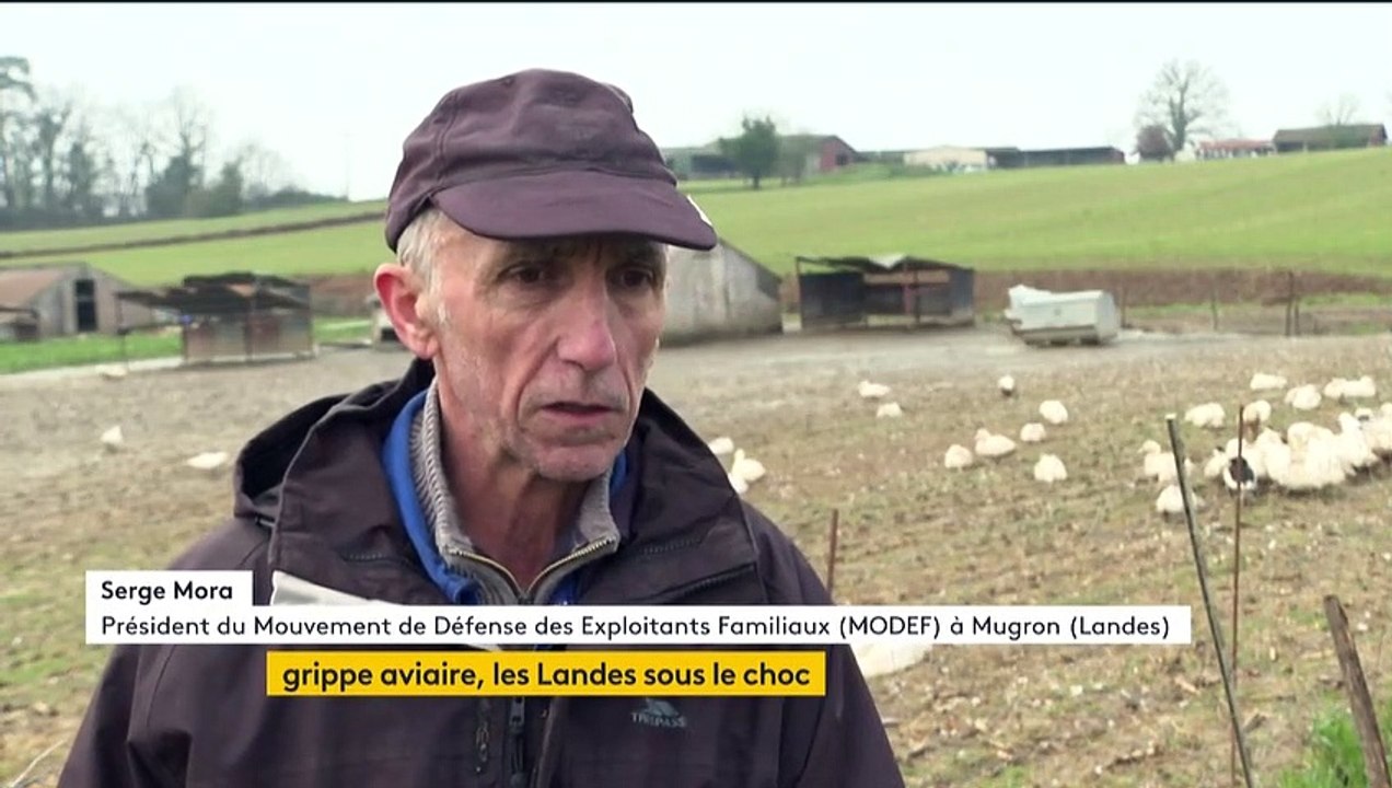 Grippe aviaire : les Landes gravement touchées