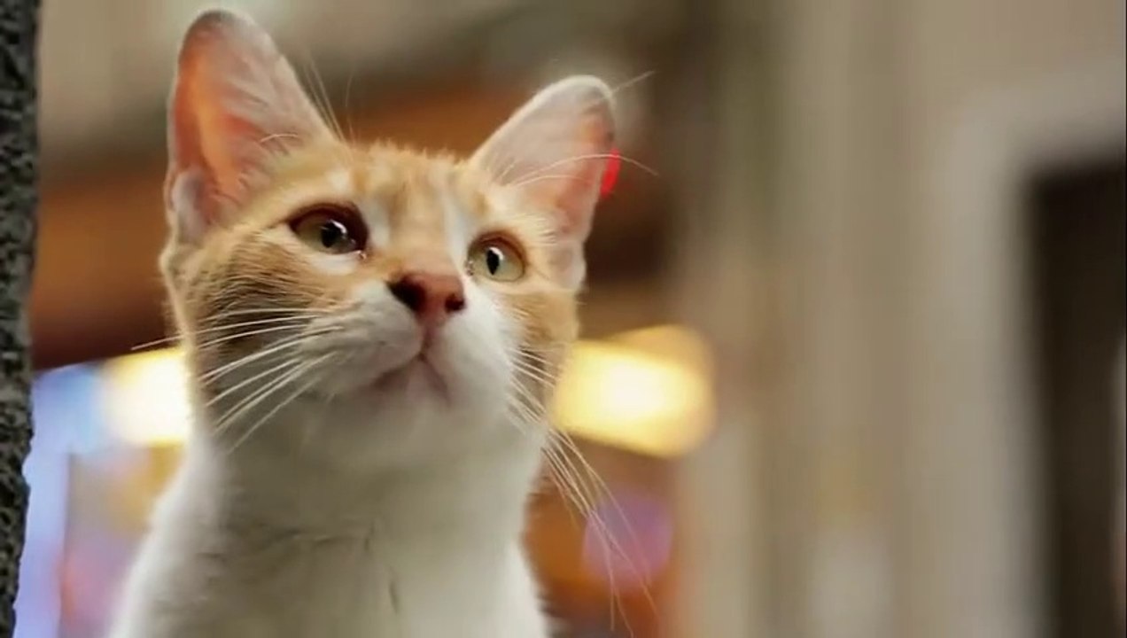 Kedi (2017) 1/2 video Dailymotion