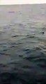 Foca Monaca in Puglia: c'è un nuovo video che documenta il ritorno del mammifero acquatico quasi estinto, in natura meno di 1000 esemplari in tutto il mondo