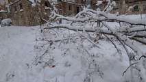 Los árboles sufren las inclemencias del temporal provocado por 'Filomena'