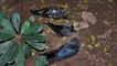 Bird flu scare: Delhi bans import of live birds as scores of crows found dead at city parks