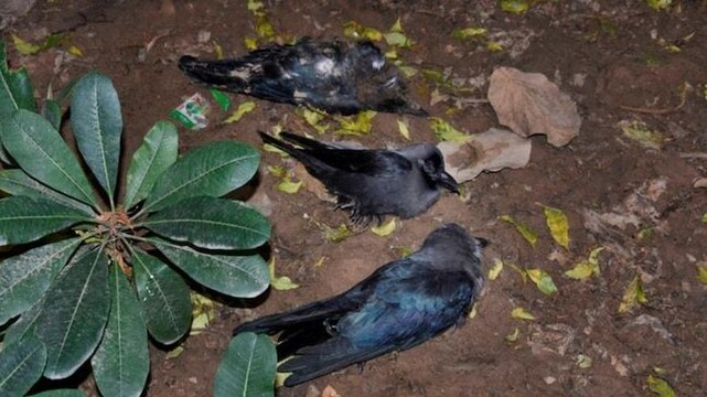 Bird flu scare: Delhi bans import of live birds as scores of crows found dead at city parks