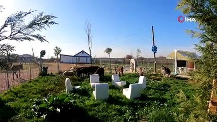 Bursa’nın emekli hayvanlar çiftliği