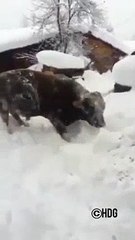 Hayvanlar Bile Karda Oynamayı Seviyor 