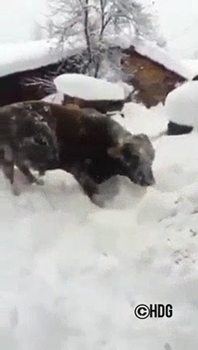Hayvanlar Bile Karda Oynamayı Seviyor 