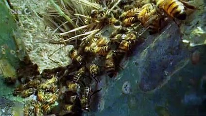 Deadly 60 S03E24 Self Defence