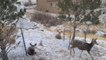 Animals enjoy the winter weather in Colorado Springs