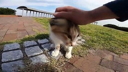 I took photos of stray cats living in Japan.68