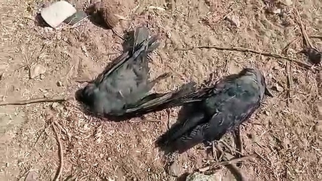 Video: दुर्लभ प्रजाति का सारस मृत और गिद्ध घायल अवस्था में मिला