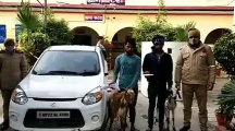 पुलिस ने अवैध असलहा सहित 2 शातिर पशु चोरों को किया गिरफ्तार
