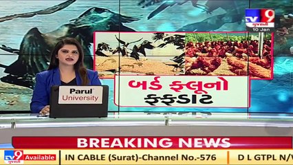 Dang_ More than 10 crows found dead in Waghai, samples sent to lab _ TV9News